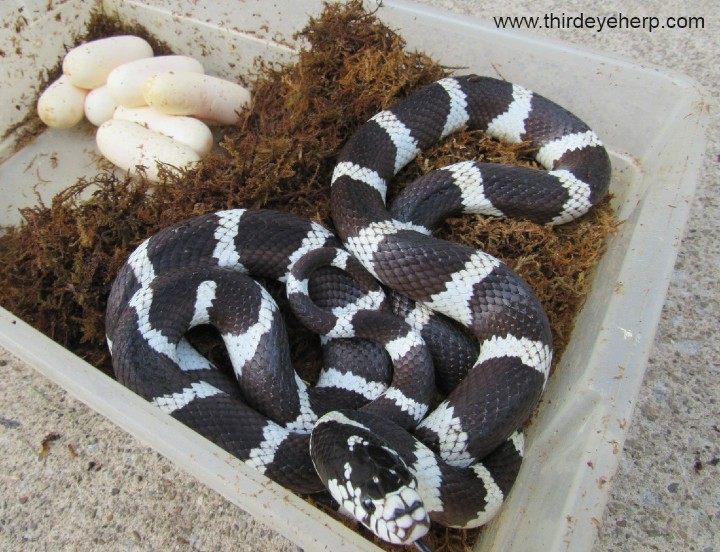 Victorville California Kingsnake